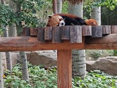 -北京野生动物园