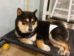 -南京Hallo宠物乐园·哈罗犬舍·柴犬繁育基地