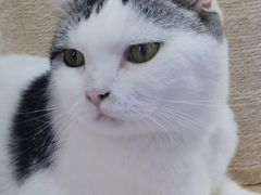 -喵园·猫主题咖啡厅·撸猫·猫咖(国贸店)