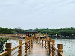 -大湾区中央湿地公园