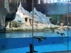 -帝企鹅自助餐厅•儿童岛•真企鹅(长隆企鹅酒店)