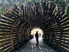 -合肥滨湖国家森林公园