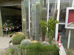 -龙大花卉苗木市场