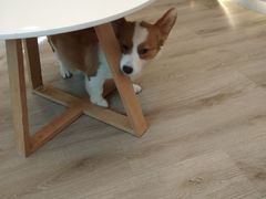 -浣熊柯尔鸭土拨鼠·电玩咖