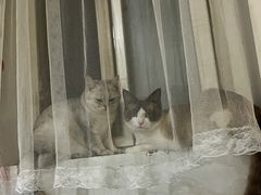 -中农国际动物医院24小时·猫科·骨科·急重症中心