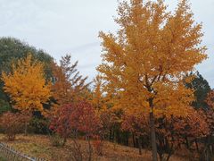 -北京西山国家森林公园