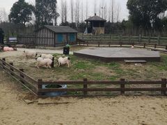 -田园东方蜜桃村的田野营地