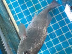 -兆辉木炭海鲜烧烤·海鲜小炒