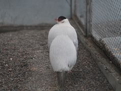 -青藏高原野生动物园