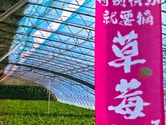 -大自然农场蔬菜草莓采摘园