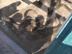 -泉州海丝野生动物世界