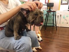 -柯斗斗主题餐厅·狗咖·围炉煮茶·茶饮(国瑞升平里店)