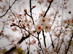 -白塘生态植物园