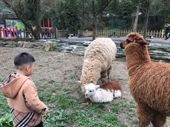-贵州森林野生动物园