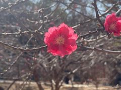 -南国桃园旅游度假区