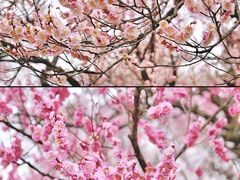 -梅花山(明孝陵内)
