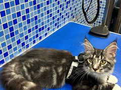 -瑞鹏宠物医院·宠保定点·心脏科·内科(御桥分院)