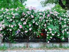 -颐和路民国时期公馆风貌区