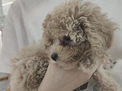 -翊宠yipet猫狗购宠庄园