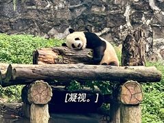 -都江堰中华大熊猫苑