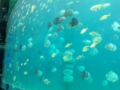 -瑞德姆美人鱼海底演艺主题餐厅(亚龙湾店)