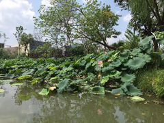 -西溪国家湿地公园