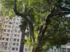 -讯号山花园