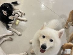 -共舞时光猫咖·狗咖(新街口店)