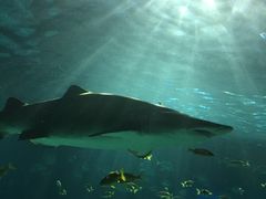 -瑞普利水族馆