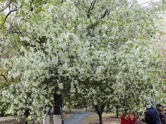 -长白岛森林公园