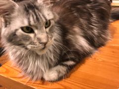 -猫小院猫主题餐厅(三里屯店)