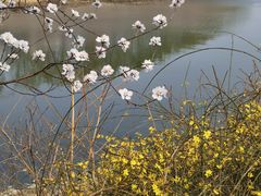 -桃花堤公园