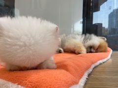 -滋色臻选川菜(北京坊旗舰店)