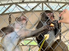 -西霞口神雕山野生动物世界