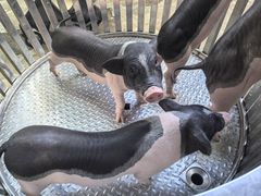 -深圳野生动物园