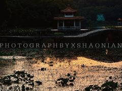 -深圳仙湖植物园