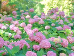 -上海滨江森林公园