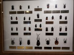 -上海昆虫博物馆