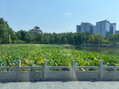 -莲花池公园