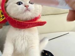 -lincat·猫舍(广州店)