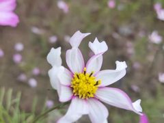 -春花秋色城市公园