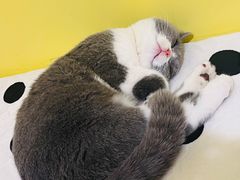 -瑞派康怡24h宠物医院·犬猫医疗中心·微创绝育(瑞景分院)