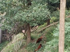 -都江堰中华大熊猫苑