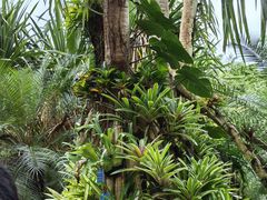 -中国科学院西双版纳热带植物园