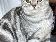-猫儿山۰猫主题餐厅