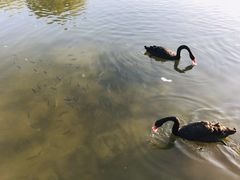 -五缘湾湿地公园