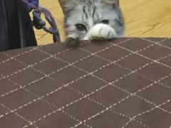 -万小咖.猫咖(中山路天虹店)