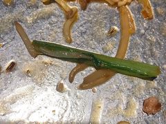 -喝丢一只鞋海鲜烧烤·海肠捞饭(市场店)