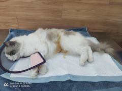 -爱侣宠医·鹦鹉专科·小型哺乳类·异宠专科(灵石路店)