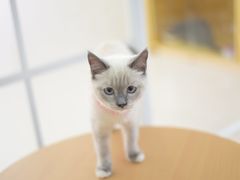 -鼓捣猫呢主题猫咖店